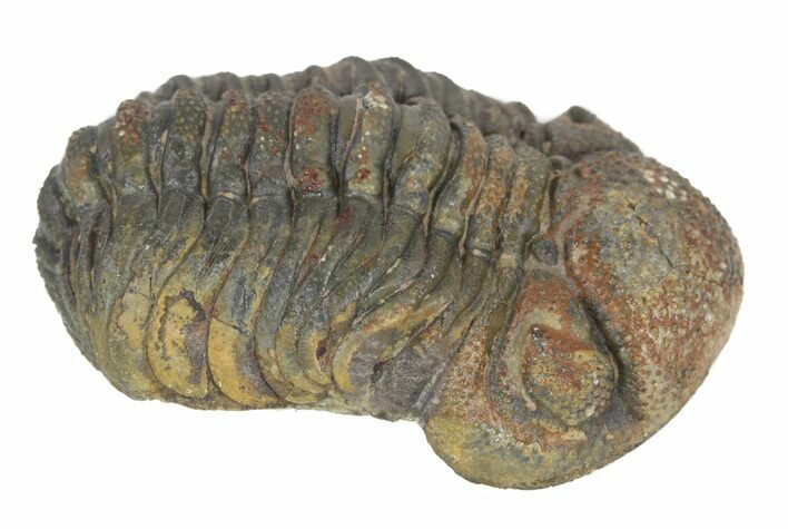 Morocops Trilobite - Almost All Rock Removed #55850